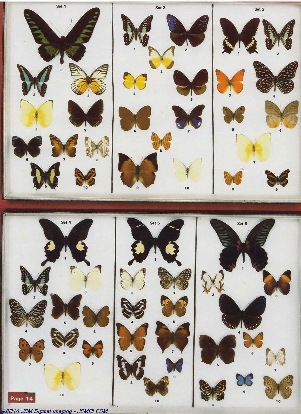 The Butterfly Company (NY) 20 page catalog 1978